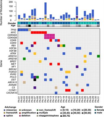 The Clinical Implications of Tumor Mutational Burden in Osteosarcoma